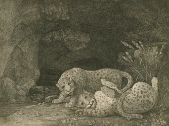 Tiger beim Spielen, vom Künstler graviert, veröffentlicht 1789